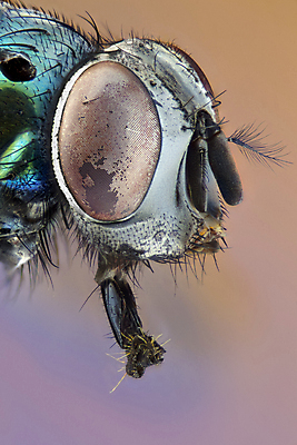 포토 JPG 해외이미지 동물 곤충 자연 현미경 사람없음 빨간색 초록색 쌓기 확대 대가리 복잡 해외202004 해외포토 컬러 컨셉 모션 실험기구 생태계 파일형식 이미지허브