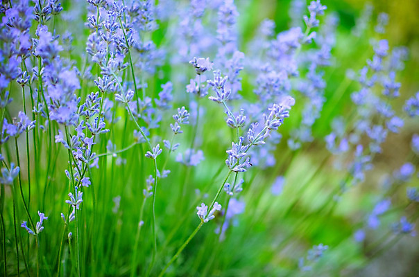 포토 JPG 해외이미지 식물 꽃 백그라운드 꽃무늬 밭 농업 재료 자연 건강 사람없음 야외 태양 정원 맑음 보라색 봄 프랑스 흰색 시골 허브 제비꽃 향기 아로마 향 아로마테라피 라벤더 라일락 내추럴 프랑스어 프로방스 해외202004 해외포토 자연요소 문자 계절 유럽 산업 컬러 무늬 날씨 생태계 냄새 테라피 파일형식 이미지허브