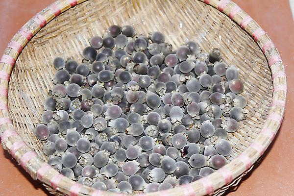 포토 JPG 해외이미지 식물 열매 종이 음식 과일 건강 사람없음 파란색 바구니 검은색 신선 도시 오픈 원형 시장 농부 남색 유기농 블루베리 날것 지역 동쪽 재활용품 대서양 남쪽 내추럴 숙성 아열대 해외202004 해외포토 도형 직업 웰빙 바다 컬러 재활용 방향 파일형식 이미지허브