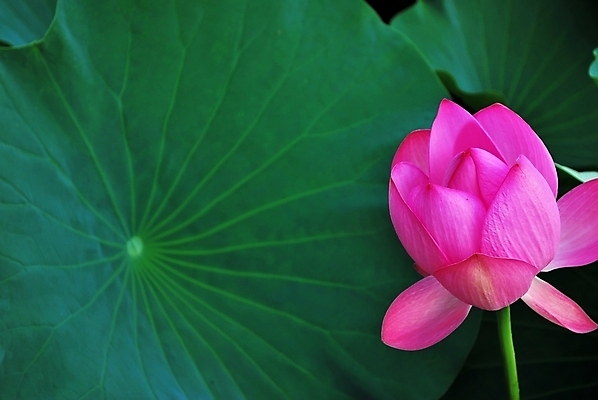 포토 JPG 해외이미지 계절 공원 꽃잎 꽃 종교 문화 선 분홍색 여행 백그라운드 컨셉 잎 불교 추상 연꽃 사람없음 초록색 여름 평화 정원 일본 침묵 고요 기쁨 벚꽃 흰색 연못 사찰 가득함 심볼 순수 명상 해외202004 해외포토 식물 공공시설 감정 아시아 컬러 무늬 종교건축 소리 파일형식 이미지허브