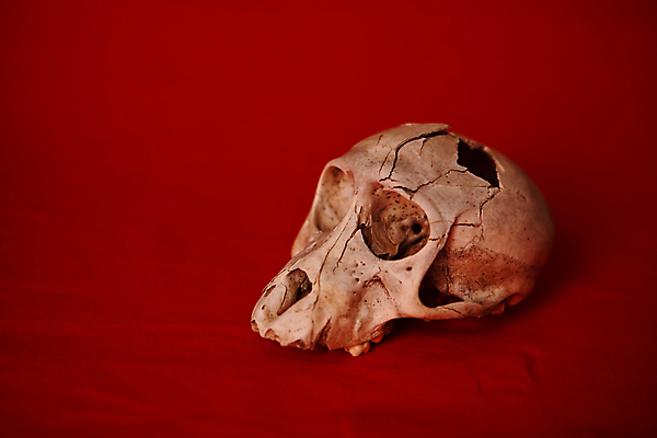 포토 JPG 해외이미지 백그라운드 자연 뼈 사람없음 옆모습 빨간색 원숭이 동물상 해골모형 해외202004 해외포토 뷰포인트 컬러 포유류 조형물 모형 생태계 파일형식 이미지허브