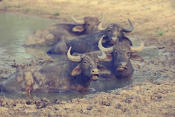 포토 JPG 해외이미지 동물 공원 아시아 야생동물 농업 포유류 자연 밥 뿔 동양인 사람없음 야외 초록색 물 경제 강 소고기 시골 쌍 소 큼 방목 사파리 황소 진흙 내추럴 송아지 논밭 동물상 스리랑카 쟁기 전국 해외202004 해외포토 자연요소 공공시설 나라 산업 새끼 음식 컬러 밭 논 육류 인종 조형물 축산업 크기 생태계 파일형식 이미지허브