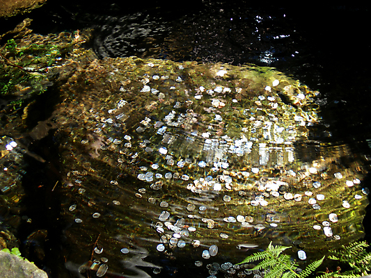 포토 JPG 해외이미지 호수 물결 돈 자연 산 이끼 사람없음 물 빛 동전 희망 봄 개울 행운 재산 크리스탈 당구 분수 신성 보물 양치류 해외202004 해외포토 자연요소 계절 감정 컨셉 금융 강 구기 광석 생태계 파일형식 이미지허브