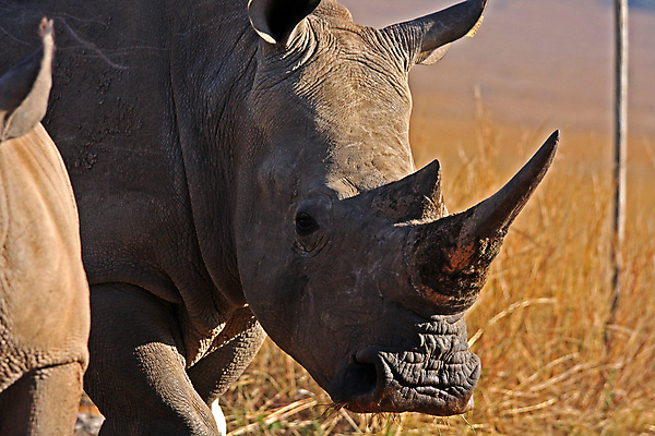 포토 JPG 해외이미지 동물 야생동물 포유류 자연 뿔 사람없음 아기 코뿔소 해외202004 해외포토 사람 생태계 파일형식 이미지허브