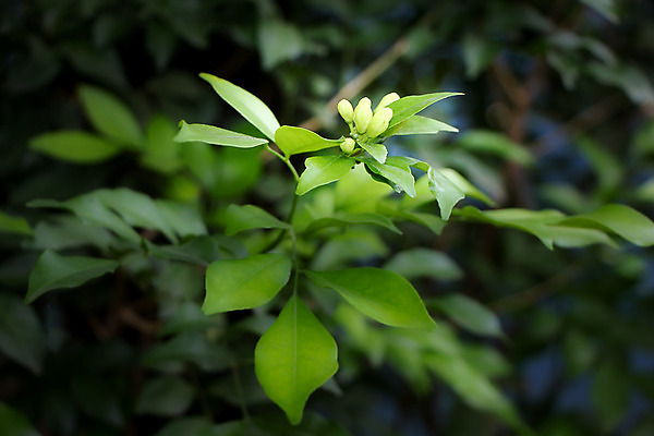 포토 JPG 해외이미지 나무 식물 꽃잎 꽃 아시아 잎 오렌지 태국 자연 사람없음 목재 장식 초록색 화장품 벚꽃 흰색 신선 향수 지역 내추럴 이국적 해외202004 해외포토 나라 컬러 과일 재료 뷰티 생태계 파일형식 이미지허브