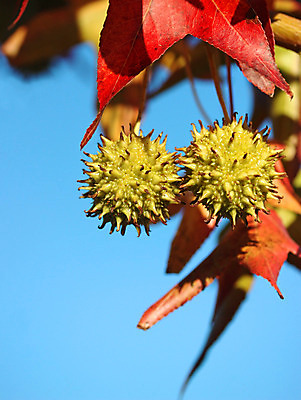 포토 JPG 해외이미지 모양 나무 식물 계절 공원 백그라운드 단풍 잎 꽃무늬 과일 공 자연 하늘 추상 씨앗 사람없음 야외 빨간색 초록색 파란색 컬러풀 정원 젖음 가을 나뭇가지 원형 닫기 떨어짐 숲 오브젝트 날카로움 진홍색 내추럴 강렬 꼬투리 해외202004 해외포토 도형 공공시설 꽃 컬러 컨셉 무늬 모션 생태계 파일형식 이미지허브