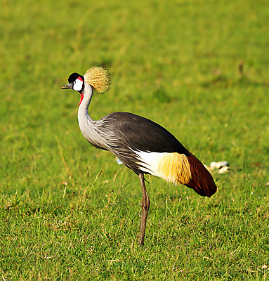 포토 JPG 해외이미지 동물 야생동물 아프리카 조류 동물원 사람없음 컬러풀 사파리 깃털 기중기 해외202004 해외포토 나라 컬러 중장비 파일형식 이미지허브