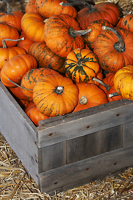 포토 JPG 해외이미지 모양 아이콘 계절 줄기 패턴 과일 회사 호박 종류 사람없음 장식 컬러풀 활발 가을 그룹 작음 다발 오브젝트 치수 강렬 해외202004 해외포토 식물 컬러 컨셉 무늬 채소 비즈니스 크기 파일형식 이미지허브