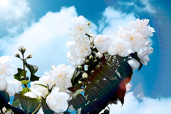 포토 JPG 해외이미지 식물 구름 디자인 계절 꽃잎 꽃 행복 줄기 꽃다발 백그라운드 잎 꽃무늬 자연 벽지 하늘 선물 사람없음 초록색 여름 빛 컬러풀 정원 젖음 성장 벚꽃 흰색 신선 개화 닫기 자르기 꽃집 데이지 꽃가루 엘리먼트 작약 해외202004 해외포토 자연요소 감정 컬러 무늬 모션 상점 가루 생태계 파일형식 이미지허브