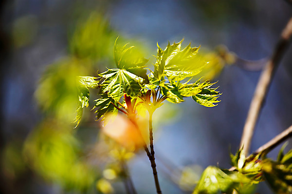 포토 JPG 해외이미지 나무 식물 공원 백그라운드 단풍 잎 자연 새로움 사람없음 야외 초록색 빛 햇빛 태양 환경 맑음 봄 성장 나뭇가지 숲 5월 마법 카피스페이스 해외202004 해외포토 자연요소 계절 공공시설 컬러 컨셉 날씨 공백 날짜 생태계 파일형식 이미지허브