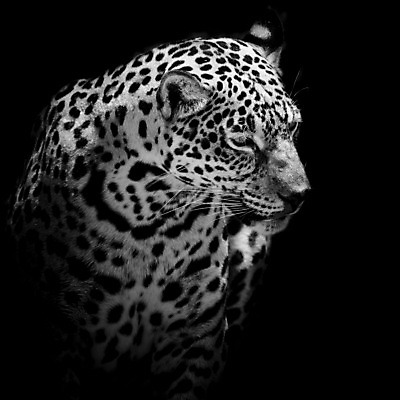 포토 JPG 해외이미지 나무 동물 1 공원 야생동물 아프리카 자연 흑백 미술 사람없음 야외 옆모습 머리 검은색 고양이 흰색 오픈 입 황무지 닫기 치아 핥기 위험 큼 B 혀 육식동물 하품 W 표범 세피아 전국 해외202004 해외포토 식물 알파벳 공공시설 나라 뷰포인트 컬러 컨셉 포유류 모션 문화예술 촬영기법 신체부위 반려동물 소화기관 크기 생태계 생리현상 파일형식 이미지허브