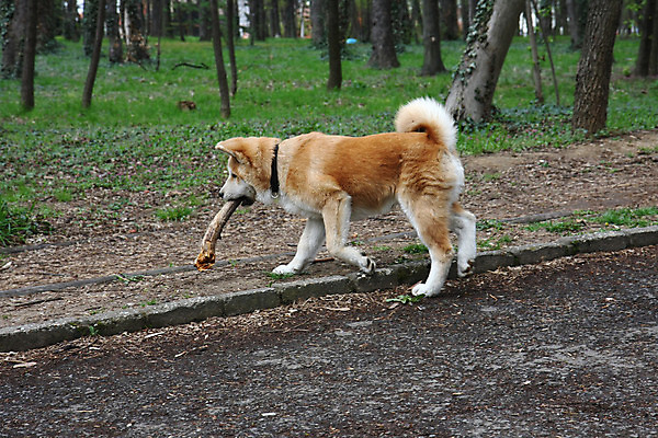 포토 JPG 해외이미지 동물 자연 놀이 사람없음 반려동물 일본 힘 용기 자신감 개 강아지 숲 기르기 지능 해외202004 해외포토 그릇 감정 아시아 포유류 생태계 돌봄 파일형식 이미지허브