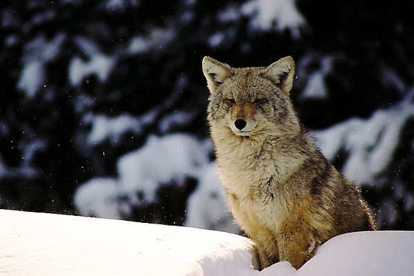 포토 JPG 해외이미지 동물 야생동물 겨울 포유류 자연 사람없음 목재 힘 회색 눈송이 황무지 숲 팩 늑대 해외202004 해외포토 나무 계절 컬러 재료 눈_날씨 화장품 생태계 파일형식 이미지허브