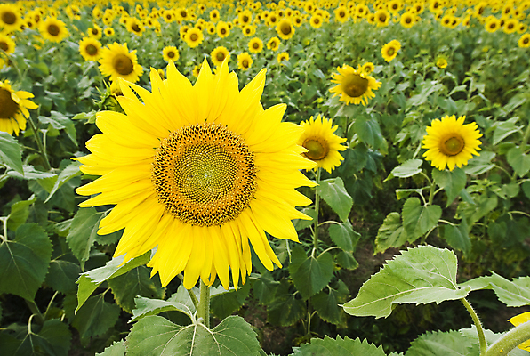 포토 JPG 해외이미지 식물 꽃잎 꽃 잎 꽃무늬 밭 농업 해바라기 씨앗 사람없음 태양 노란색 성장 벚꽃 원형 내추럴 해외202004 해외포토 자연요소 도형 산업 컬러 무늬 파일형식 이미지허브