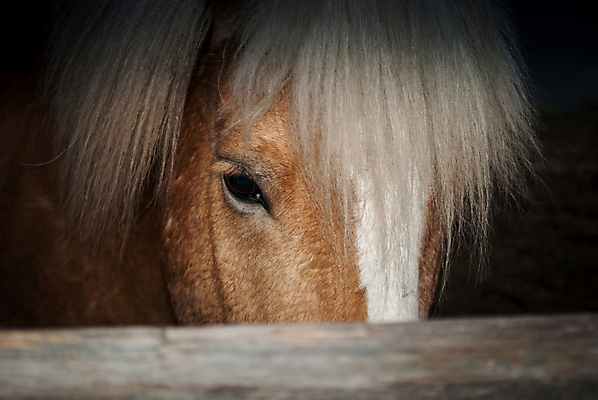 포토 JPG 해외이미지 동물 응시 사람없음 목재 울타리 머리 야간 갈기 동물상 해외202004 해외포토 자연요소 나무 시선 재료 신체부위 담장 조형물 파일형식 이미지허브