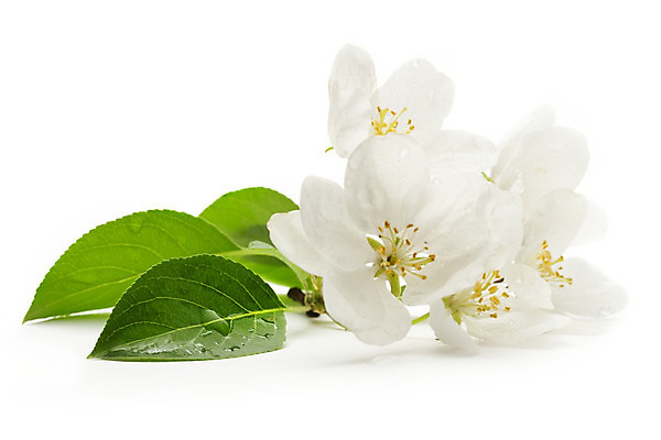 포토 JPG 해외이미지 식물 꽃잎 꽃 잎 꽃무늬 자연 사람없음 초록색 노란색 봄 성장 벚꽃 게 흰색 나뭇가지 신선 사과 묘사 원예 내추럴 꽃수술 해외202004 해외포토 나무 계절 컬러 무늬 과일 갑각류 취미 생태계 파일형식 이미지허브