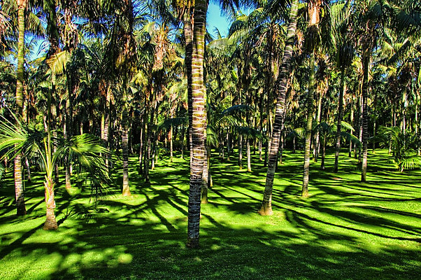 포토 JPG 해외이미지 나무 식물 계절 섬 백그라운드 잎 자연 따뜻함 파노라마 손바닥 그림자 풍경 사람없음 야외 목재 초록색 여름 빛 햇빛 태양 환경 봄 성장 광선 황무지 숲 남쪽 내추럴 생태학 파라다이스 해외202004 해외포토 자연요소 손 교육 컬러 재료 촬영기법 방향 생태계 파일형식 이미지허브