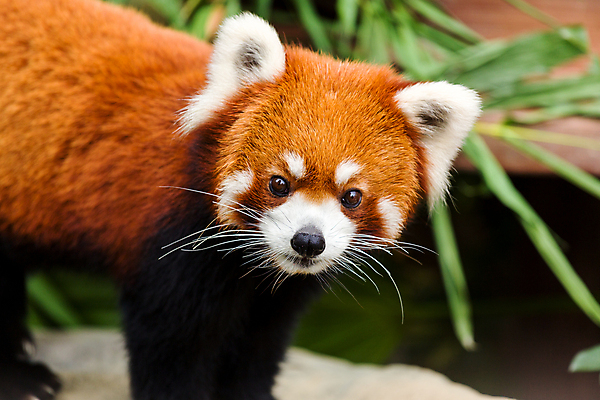 포토 JPG 해외이미지 주간 한마리 잎 사람없음 야외 아웃포커스 귀여움 레서판다 해외202004 해외포토 자연요소 식물 1 컨셉 포유류 촬영기법 파일형식 이미지허브