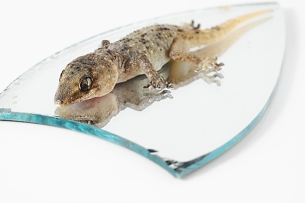 포토 JPG 해외이미지 동물 척추동물 1 응시 야생동물 백그라운드 파충류 생물 주택 사람없음 반려동물 반사 갈색 거울 흰색 닫기 지중해 가득함 피부 호기심 도마뱀 길이 고립 동물상 이국적 해외202004 해외포토 시선 감정 바다 컬러 컨셉 모션 건물 신체부위 조형물 파일형식 이미지허브