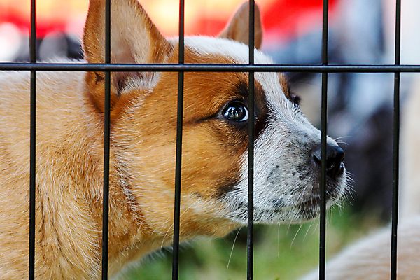 포토 JPG 해외이미지 동물 응시 얼굴 컨셉 사람없음 울타리 반려동물 갈색 슬픔 흰색 바 기다림 구출 개 강아지 학대 새장 송곳니 노숙자 입양 혼자 해외202004 해외포토 시선 감정 컬러 포유류 모션 신체부위 담장 도움 치아 사회이슈 케이지 파일형식 이미지허브