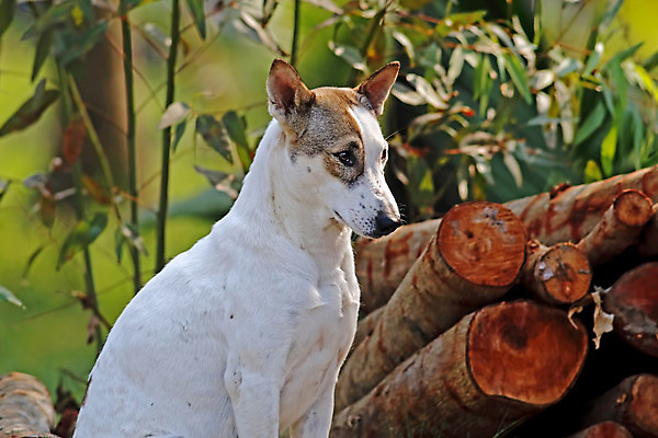 포토 JPG 해외이미지 동물 1 공원 행복 얼굴 백그라운드 밭 자연 휴식 거리 사람없음 야외 초록색 태양 검은색 개 테리어 송곳니 노숙자 해외202004 해외포토 자연요소 공공시설 감정 컬러 컨셉 농업 포유류 신체부위 치아 생태계 파일형식 이미지허브
