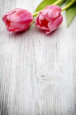 포토 JPG 해외이미지 식물 계절 꽃잎 꽃 분홍색 꽃다발 백그라운드 잎 꽃무늬 자연 부활절 사람없음 목재 초록색 머리 봄 튤립 벚꽃 다발 해외202004 해외포토 나무 기념일 컬러 무늬 재료 신체부위 생태계 파일형식 이미지허브