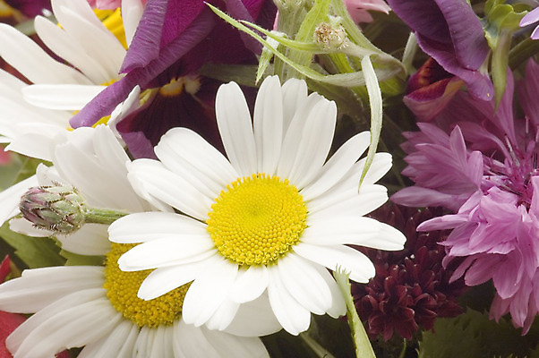 포토 JPG 해외이미지 꽃 잎 꽃무늬 건강 사람없음 머리 벚꽃 흰색 신선 캐모마일 해외202004 해외포토 식물 컬러 무늬 신체부위 허브 파일형식 이미지허브