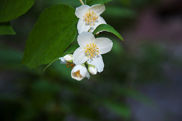 포토 JPG 해외이미지 식물 계절 꽃잎 꽃 백그라운드 잎 꽃무늬 자연 건강 사람없음 초록색 정원 중국 봄 벚꽃 흰색 나뭇가지 신선 개화 우아함 향수 원예 향기 냄새 아로마 아로마테라피 취급주의 해외202004 해외포토 나무 아시아 컬러 컨셉 무늬 경고 취미 화장품 생태계 테라피 파일형식 이미지허브