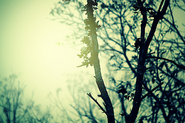 포토 JPG 해외이미지 나무 식물 계절 백그라운드 겨울 자연 아침 날씨 건조 사람없음 야외 목재 파란색 빛 태양 침묵 추위 안개 가을 흰색 나뭇가지 숲 엉덩이 장면 마법 내추럴 벌거벗은 뿌연 효과 해외202004 해외포토 주간 자연요소 컬러 재료 신체부위 소리 생태계 파일형식 이미지허브