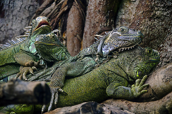 포토 JPG 해외이미지 나무 동물 척추동물 전통 디자인 응시 옷 야생동물 포즈 백그라운드 패턴 신체 바지 파충류 자연 표면 생물 사람없음 야외 장식 초록색 파란색 반려동물 컬러풀 갈색 머리 유행 환경 정원 어둠 나뭇가지 용 직물 도시 면 닫기 남색 피부 묘사 싱글 질감 땀 도마뱀 캔버스 육식동물 이구아나 섬유 스파이크 공화국 그런지 옛날 스타일 해외202004 해외포토 식물 시선 나라 컬러 무늬 모션 하의 신체부위 생태계 파일형식 이미지허브