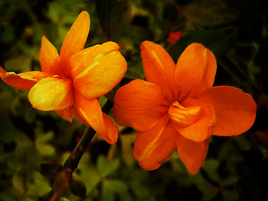 포토 JPG 해외이미지 식물 공원 꽃잎 꽃 백그라운드 꽃무늬 패턴 자연 아침 휴가 휴식 사랑 사람없음 야외 장식 초록색 여름 태양 노란색 우주 정원 검은색 놀람 봄 벚꽃 흰색 축하 신선 원형 개화 센터 소프트포커스 질감 꽃가루 내추럴 해외202004 해외포토 주간 자연요소 도형 계절 공공시설 감정 컬러 컨셉 무늬 촬영기법 표정 가루 생태계 파일형식 이미지허브