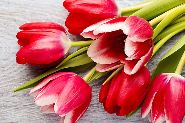 포토 JPG 해외이미지 식물 계절 꽃잎 꽃 줄기 꽃다발 백그라운드 잎 꽃무늬 패턴 자연 탁자 부활절 사람없음 목재 초록색 노란색 머리 봄 활발 튤립 벚꽃 개화 다발 엽서 해외202004 해외포토 나무 기념일 컬러 가구 컨셉 무늬 재료 신체부위 편지 생태계 파일형식 이미지허브