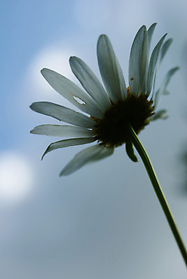 포토 JPG 해외이미지 꽃 자연 하늘 사람없음 파란색 빛 태양 평화 화목 광선 흰색 가벼움 취급주의 캐모마일 해외202004 해외포토 자연요소 식물 컬러 컨셉 경고 무게 허브 생태계 파일형식 이미지허브