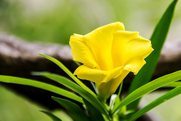 포토 JPG 해외이미지 아이콘 디자인 꽃 백그라운드 잎 꽃무늬 밭 일러스트 자연 휴가 사람없음 그래픽 빨간색 초록색 여름 컬러풀 정원 가을 신용카드 플랫 심볼 그림 전쟁 양귀비 기념물 추모 해외202004 해외포토 식물 계절 컬러 무늬 농업 금융 생태계 파일형식 이미지허브