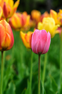 포토 JPG 해외이미지 식물 계절 꽃잎 꽃 분홍색 잎 꽃무늬 밭 오렌지 자연 사람없음 빨간색 초록색 여름 컬러풀 노란색 정원 보라색 봄 튤립 벚꽃 개화 내추럴 해외202004 해외포토 컬러 무늬 농업 과일 생태계 파일형식 이미지허브