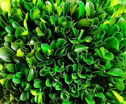 포토 JPG 해외이미지 식물 백그라운드 잎 자연 사람없음 초록색 정원 해외202004 해외포토 컬러 생태계 파일형식 이미지허브