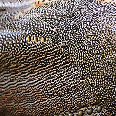 포토 JPG 해외이미지 동물 남자 야생동물 백그라운드 패턴 자연 조류 추상 동물원 사람없음 초록색 파란색 컬러풀 활발 닫기 공작 인도인 깃털 묘사 질감 꼬리 부리 내추럴 해외202004 해외포토 외국인 컬러 컨셉 무늬 모션 사람 동양인 생태계 파일형식 이미지허브