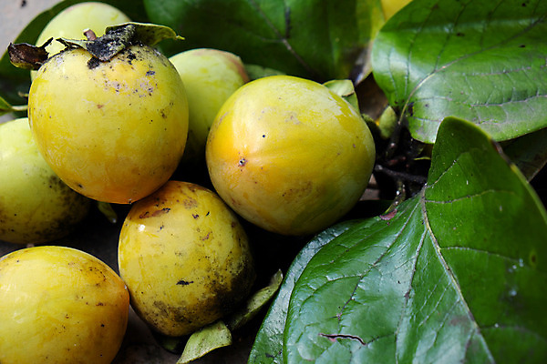 포토 JPG 해외이미지 계절 아시아 음식 농업 과일 감 동양인 사람없음 초록색 농작물 수확 가을 그룹 먹기 열대과일 베트남 해외202004 해외포토 나라 산업 컬러 모션 인종 동남아시아 파일형식 이미지허브