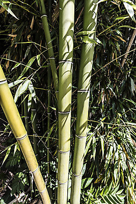 포토 JPG 해외이미지 나무 식물 디자인 문화 벽 줄기 백그라운드 잎 패턴 자연 지팡이 건조 동양인 사람없음 목재 세로 초록색 울타리 햇빛 정원 일본 힘 활발 에너지 성장 흰색 신선 원형 막대기 닫기 숲 대나무 유기농 질감 봉 내추럴 고립 완전 해외202004 해외포토 도형 웰빙 아시아 컬러 컨셉 무늬 재료 모션 인종 담장 태양 생태계 파일형식 이미지허브