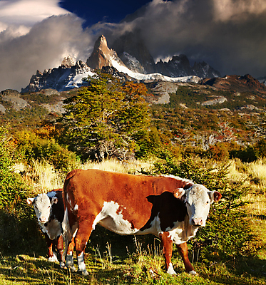 포토 JPG 해외이미지 주간 여행 풍경 사람없음 야외 농경지 맑음 가축 시골 소 송아지 산악지대 해외202004 해외포토 자연요소 동물 새끼 포유류 날씨 산 농장 파일형식 이미지허브