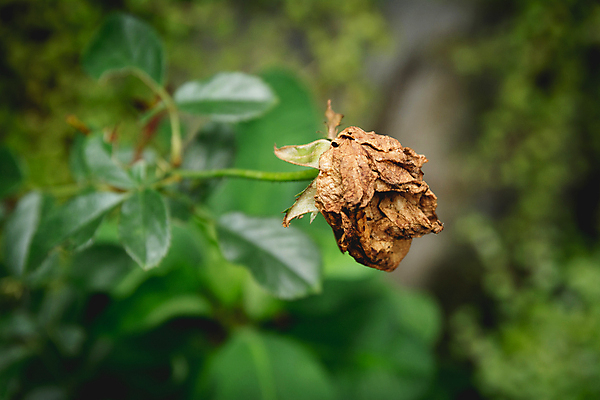 포토 JPG 해외이미지 식물 꽃잎 꽃 줄기 백그라운드 컨셉 잎 꽃무늬 오렌지 자연 휴가 건조 발렌타인데이 선물 사랑 풍경 사람없음 장식 빨간색 여름 장미 노란색 머리 어둠 수확 골동품 죽음 닫기 달콤 심볼 부드러움 시들음 내추럴 옛날 오리엔테이션 해외202004 해외포토 계절 감정 컬러 무늬 농업 과일 모션 데이이벤트 신체부위 감각 맛 생태계 파일형식 이미지허브