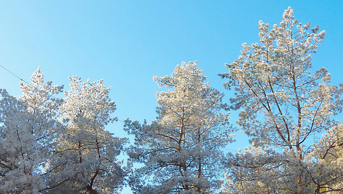 포토 JPG 해외이미지 나무 식물 응시 계절 줄기 백그라운드 겨울 자연 하늘 날씨 추상 왕관 바닥 풍경 사람없음 야외 옆모습 파란색 우주 환경 냉동 얼음 추위 성장 덮개 흰색 나뭇가지 신선 소나무 숲 큼 서리 러시아 각도 장면 온도 침엽수 내추럴 삼림지대 현상 해외202004 해외포토 자연요소 시선 유럽 뷰포인트 컬러 무늬 뚜껑 크기 생태계 파일형식 이미지허브