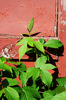 포토 JPG 해외이미지 식물 잎 자연 사람없음 빨간색 초록색 갈색 묘사 옛날 해외202004 해외포토 컬러 생태계 파일형식 이미지허브