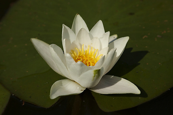 포토 JPG 해외이미지 식물 꽃잎 꽃 줄기 잎 자연 풍경 사람없음 물 강 흰색 큼 영원 해외202004 해외포토 자연요소 컬러 크기 생태계 파일형식 이미지허브