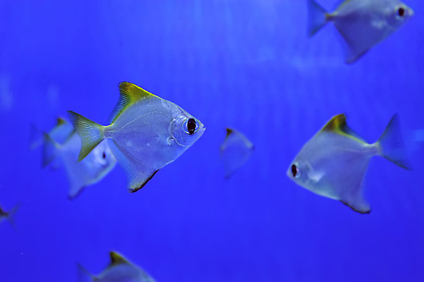 포토 JPG 해외이미지 동물 야생동물 바다 섬 여행 백그라운드 학교 자연 휴가 바닥 이집트 어류 풍경 사람없음 빨간색 물 파란색 컬러풀 노란색 환경 바닷속 수중 수영 스노클링 산호 아래 다이빙 암초 수족관 내추럴 깊이 소금물 이국적 해외202004 해외포토 자연요소 교육 컬러 아프리카 수중동물 수상스포츠 자포동물 방향 생태계 위치 수중스포츠 파일형식 이미지허브