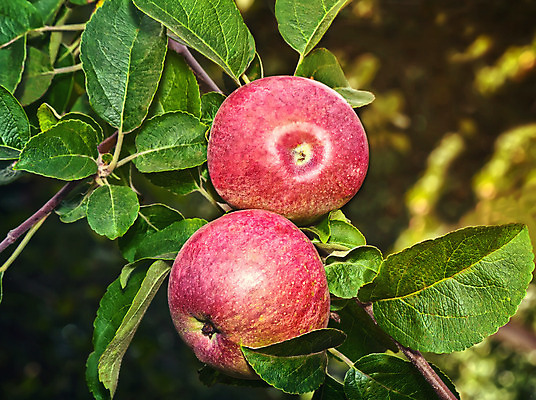 포토 JPG 해외이미지 나무 디자인 계절 음식 잎 다이어트 자연 디저트 새로움 건강 사람없음 빨간색 여름 정원 나뭇가지 신선 그룹 닫기 달콤 맛 사과 상품 큼 오브젝트 준비 유기농 향기 건강식 내추럴 숙성 채식주의자 해외202004 해외포토 식물 웰빙 컬러 컨셉 과일 모션 크기 생태계 채식 냄새 파일형식 이미지허브