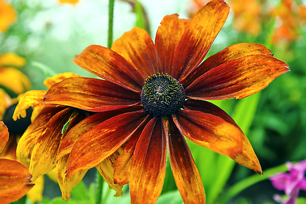 포토 JPG 해외이미지 식물 꽃잎 꽃 잎 오렌지 자연 해바라기 건강 사람없음 초록색 여름 노란색 정원 데이지 식물원 우표 해외202004 해외포토 계절 컬러 과일 생태계 파일형식 이미지허브