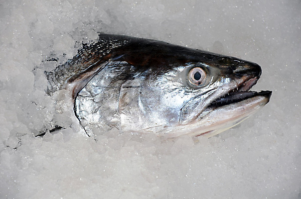 포토 JPG 해외이미지 음식 저울 육류 어류 요리 사람없음 머리 얼음 저녁식사 시장 은색 해산물 연어 정육점 해외202004 해외포토 자연요소 컬러 식재료 신체부위 상점 식사 수중동물 파일형식 이미지허브