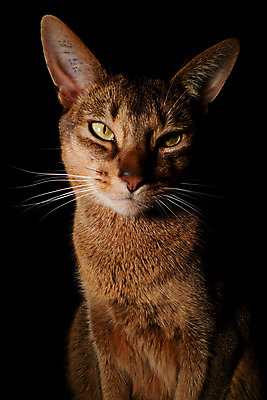 포토 JPG 해외이미지 동물 응시 남자 얼굴 백그라운드 오렌지 장난 자연 수염 털 앉기 사람없음 빨간색 반려동물 갈색 고양이 흰색 표현 작음 호기심 귀 육식동물 주목 집게발 해외202004 해외포토 시선 감정 컬러 컨셉 과일 포유류 모션 사람 신체부위 크기 생태계 파일형식 이미지허브