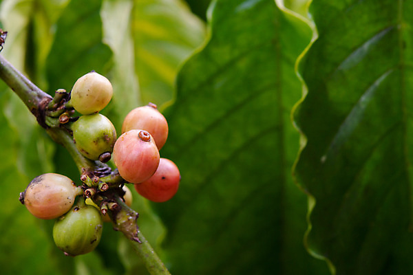 포토 JPG 해외이미지 나무 식물 열매 꽃 산업 아시아 커피 음료 음식 여행 잎 밭 농업 과일 자연 콩 씨앗 사람없음 빨간색 초록색 농장 일몰 카페 원두 수확 성장 나뭇가지 신선 뜨거움 낟알 굽기 유기농 날것 아로마 발리 에스프레소 깊이 밭일 생태학 숙성 아라비카 카페인 해외202004 해외포토 웰빙 교육 나라 컬러 섬 곡류 노을 상점 구이 생태계 인도네시아 파일형식 이미지허브